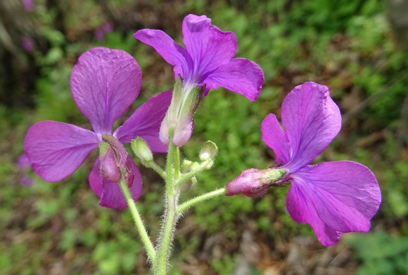 Lunaria annua - Brassicaceae